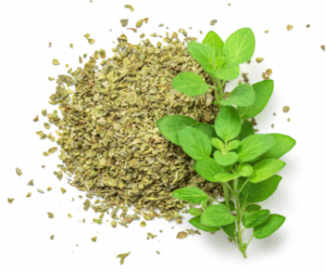 Benefícios do Orégano